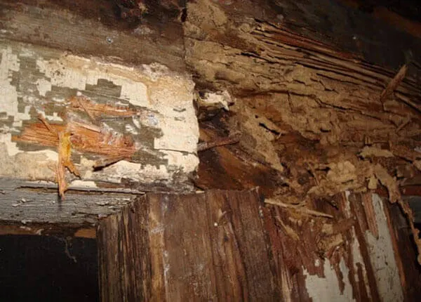 Termite & Dry Rot Wood Damage Repair Pasadena Wood Damage Repair Services