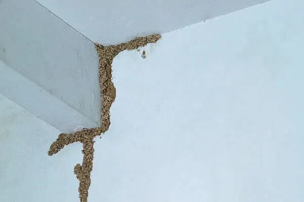 Drywood & Subterranean Termite Control Services