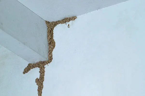 Drywood & Subterranean Termites Treatment Drywood & Subterranean Termite Control Services