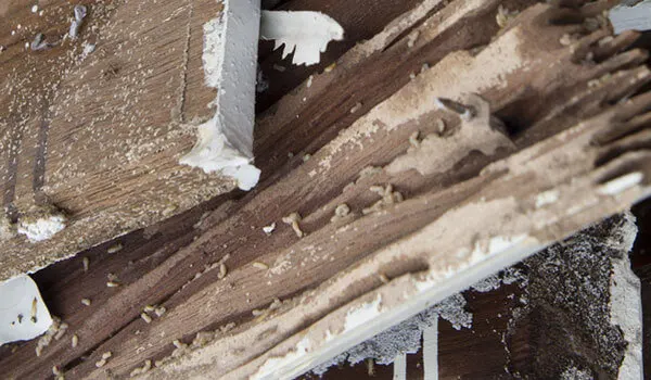 Pasadena Termite Wood Damage Repair