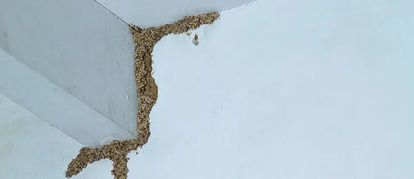 Glendale Termite Treatment & Wood Repair