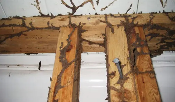 Termite Inspections for Los Angeles