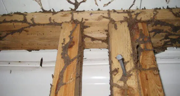 Professional Termite Treatment & Control Alhambra Termite Inspection Company