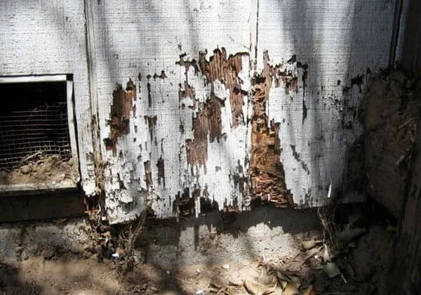 Los Angeles Termite Damage Repair Contractor